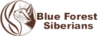 Blue Forest Siberians